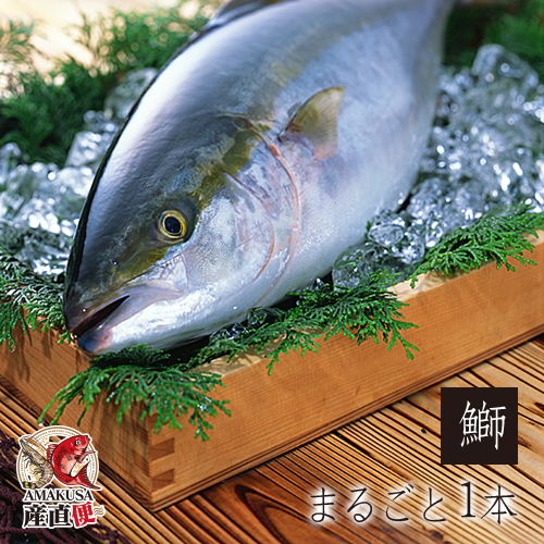 21年末予約受付中 天草ブリまるごと1本 4kg前後 送料無料