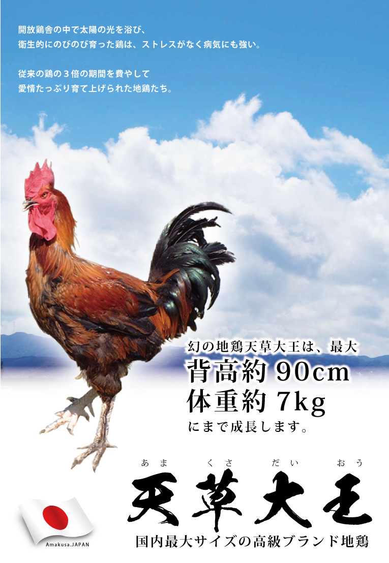 天草大王 贅沢まるごと8種セット 送料無料