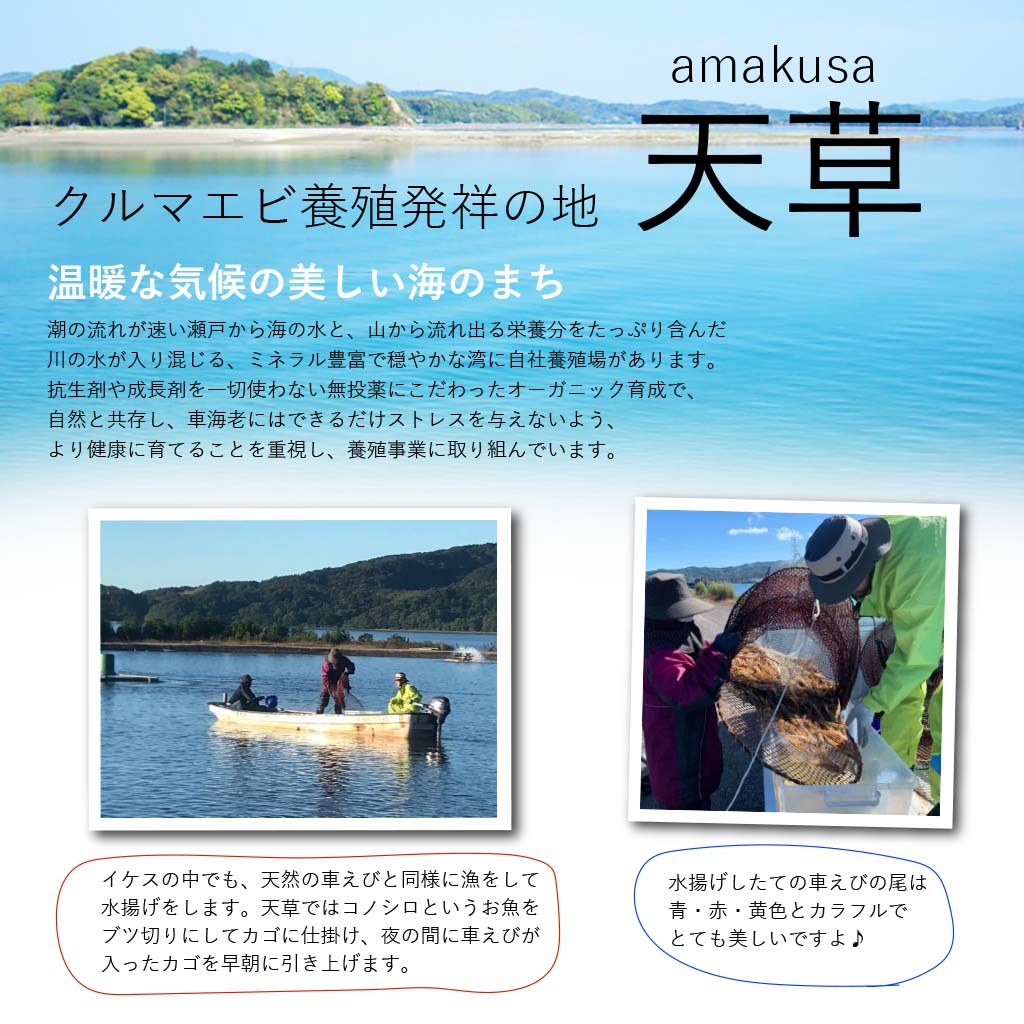 AMAKUSA産直市場便】天草産オーガニック育成車海老を究極の鮮度